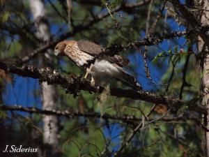 Fledgling watching me