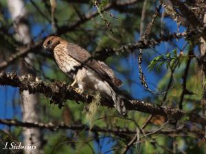 Lone fledgling waiting for food