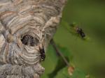 Bald-faced Hornet