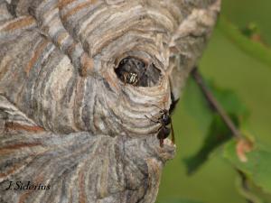 Bald-faced Hornets at the nest
