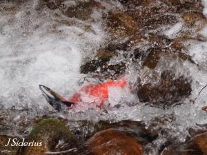 Fighting the current