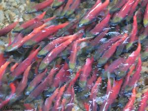 Thousands return to the creek where they hatched.