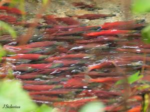 Three years later, they come home to spawn