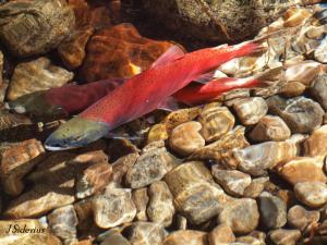 Male and female Kokanee spawning