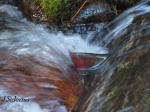 Kokanee Salmon