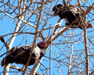 Tom Turkeys in a tree