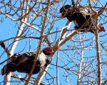 Tom Turkeys in a&nbsp;Tree