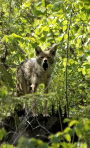 A Coyote withing 50 feet of Max and me - calling a warning.