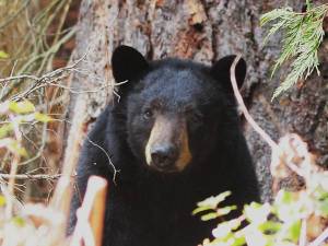 Black Bear this spring