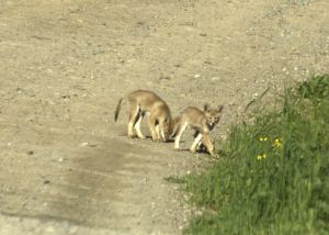 Later that summer I spotted two coyote pups on the road