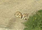 Coyote pups playing on the&nbsp;road