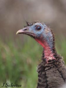 Head on view of a Turkey