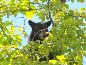 One of two orphaned black bear cubs feasting on cherries last year