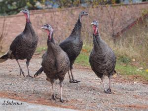 Flock of Turkeys