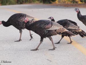 Turkeys Crossing the Road