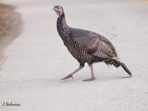 Young turkey crossing the road