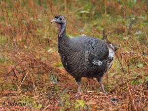 Turkey eating some "weeds"