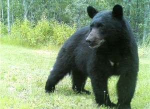 A Black Bear captured on a trail cam 