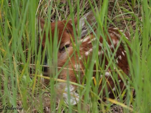 A white-tailed deer fawn hidden in the grass