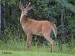 White-tailed buck in&nbsp;velvet