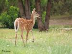 White-tailed deer fawn