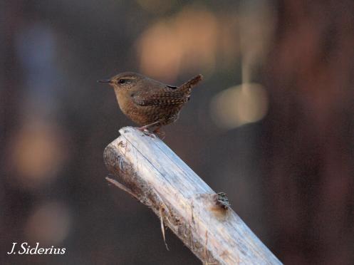 A curious Winter Wren 