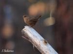 Winter Wren