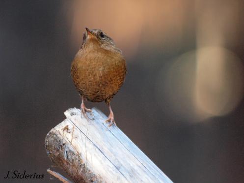 An uncommon still moment for a Winter Wren