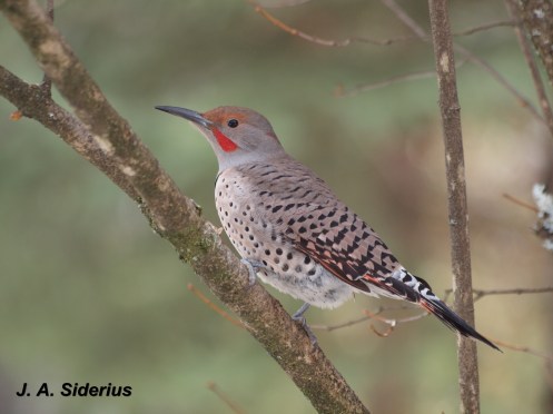 A Northern Flicker male at my bird feeder