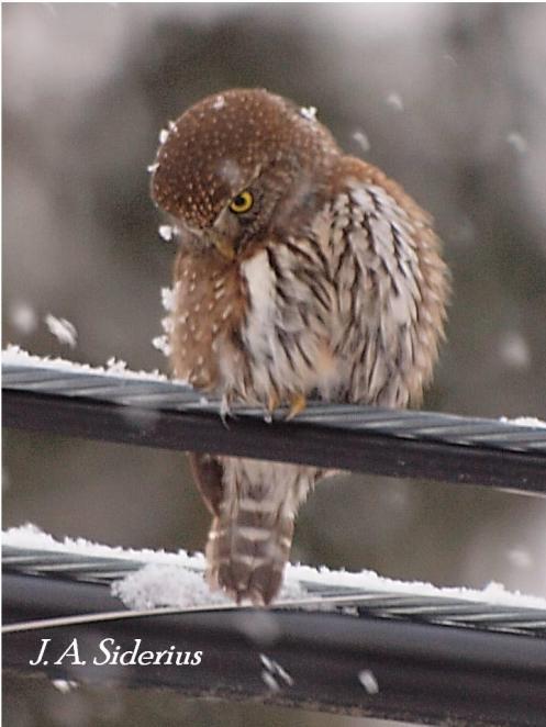 A Pygmy Owl perched on a power line in winter