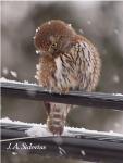 Pygmy Owl