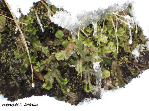 Ice and Liverwort