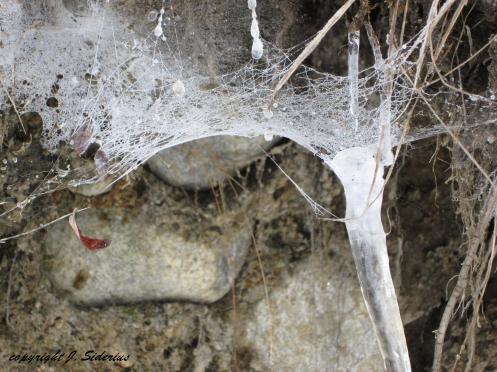 Frozen Spider Web
