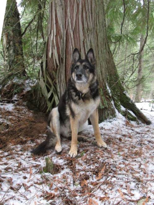Max "on stay" watching the Pileated Woodpecker