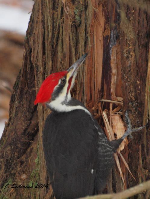 A pause in pounding away on the cedar trunk looking for ants dozing in winter