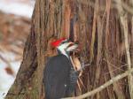Pileated Woodpecker