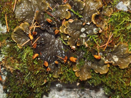 Peltigera polydactyla
