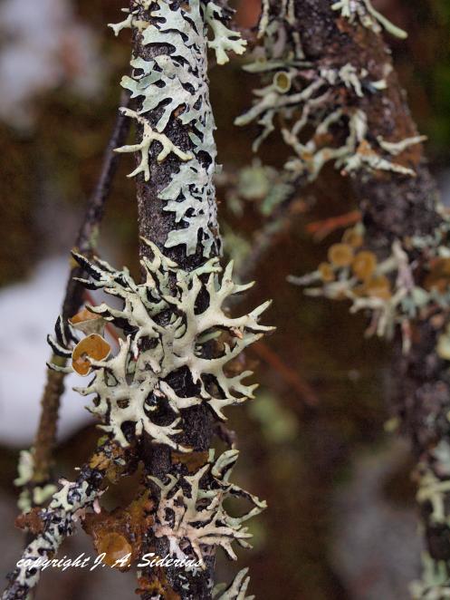 A Hypogymnia Lichen