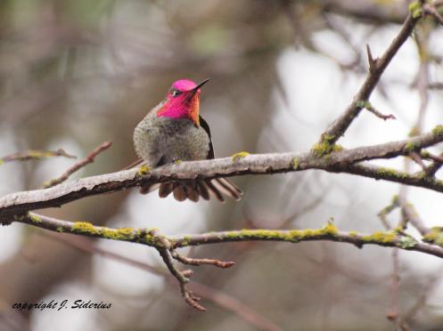 Allen's Hummingbird Male in Full Colour