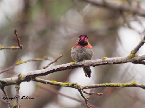 Allen's Hummingbird Male