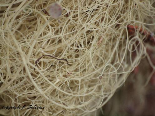 A close-up of Allectoria Lichen