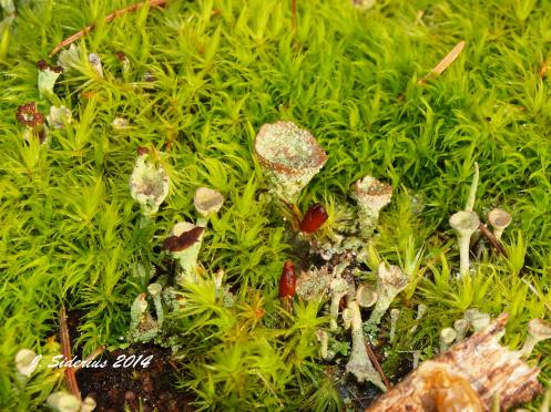 Various Cladonia