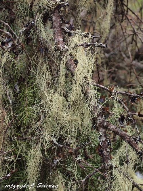 An Alectoria or Usnea lichen