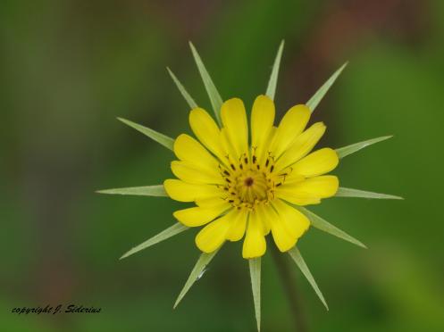 A Yellow Hawkweed