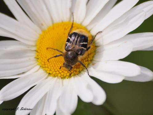 A Flower Scarab sprinkled with yellow pollen