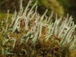 Cladonia cornuta