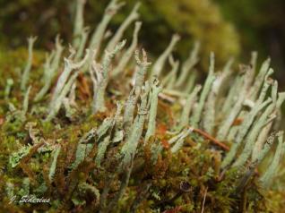 Cladonia cornuta