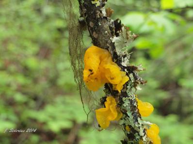Gelatinous Mushroom  Dacrymyces palmatus