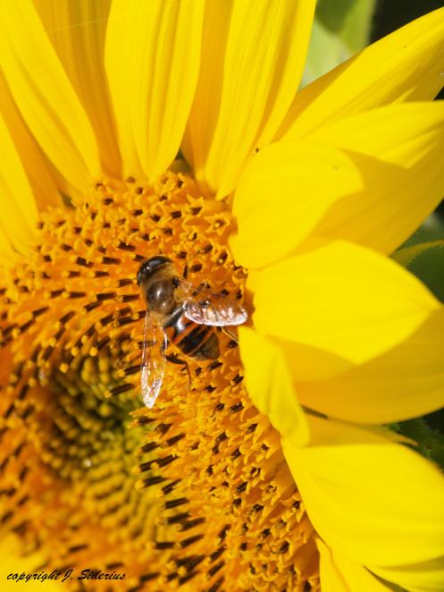 A Syriphid Fly (bee wannabe) foraging