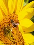 Syrphid Fly on&nbsp;Sunflower